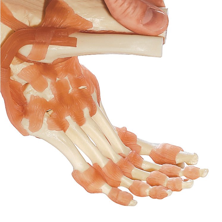 SOMSO Functional Ankle Joint Model