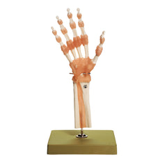 SOMSO Functional Hand and Finger Joints