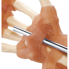 SOMSO Functional Hand and Finger Joints