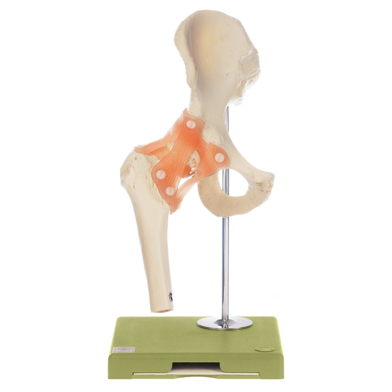 SOMSO Functional Hip Joint Model