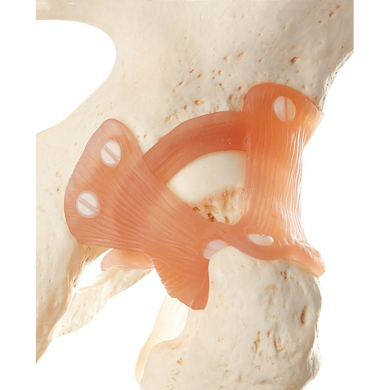 SOMSO Functional Hip Joint Model