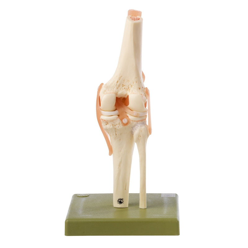 SOMSO Functional Knee Joint Model