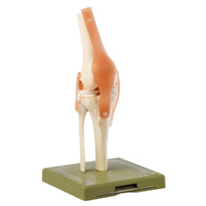 SOMSO Functional Knee Joint Model