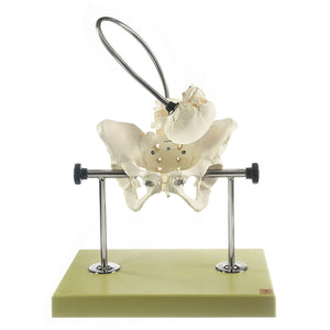 SOMSO Functional Obstetric Phantom Model