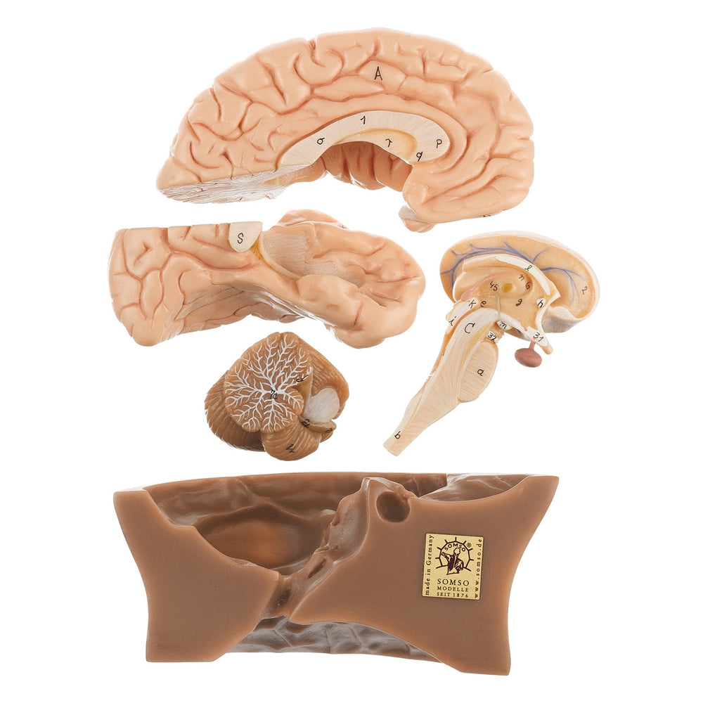 3d Labeled Brain Model