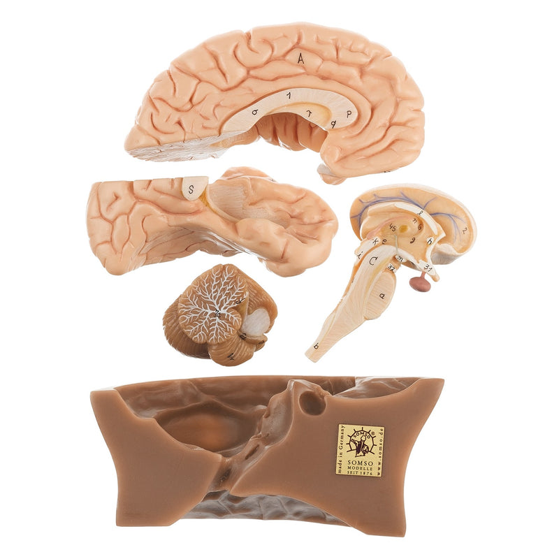 SOMSO Half of the Brain Model
