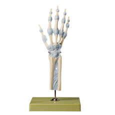 SOMSO Hand and Fingers with Ligaments Joints