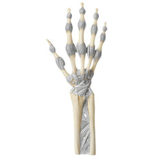SOMSO Hand and Fingers with Ligaments Joints