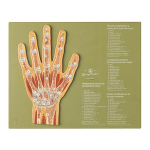 SOMSO Hand Section Model