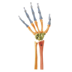 SOMSO Hand Skeleton, Right (Movable Joint Mechanisms and Colour)