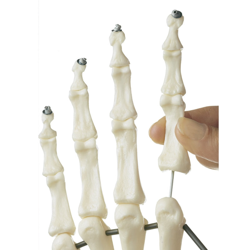 SOMSO Hand Skeleton with Forearm Connection (Elastic Mounting)