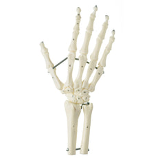 SOMSO Hand Skeleton with Forearm Connection (Elastic Mounting)