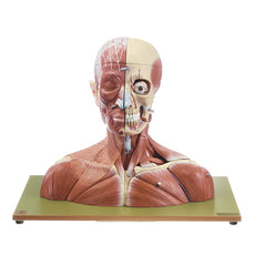 SOMSO Head and Neck Model