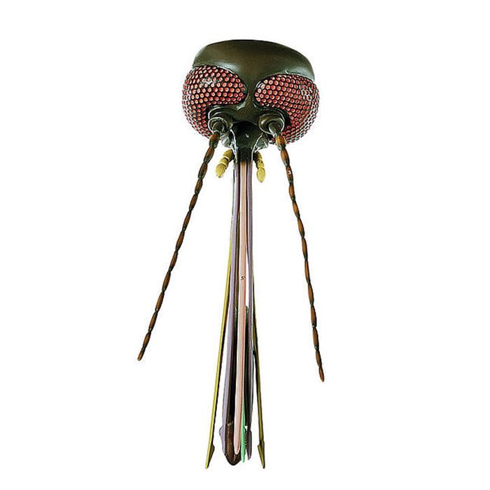 SOMSO Head of a Mosquito Model