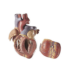SOMSO Heart - 1 1-2 Times Natural Size