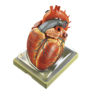 SOMSO Heart 2x Enlarged, 3 parts