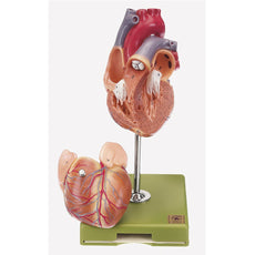 SOMSO Heart - bicuspid, tricuspid semilunar and sigmoid valve