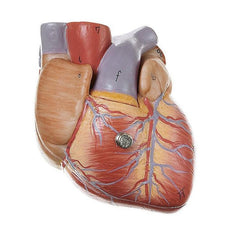 SOMSO Heart  Model - 2 parts - 3-4 Natural Size