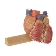 SOMSO Heart  Model - 3-4 Natural Size