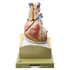 SOMSO Heart on Diaphragm Base