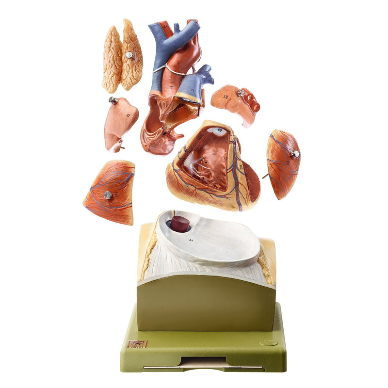 SOMSO Heart on Diaphragm Base