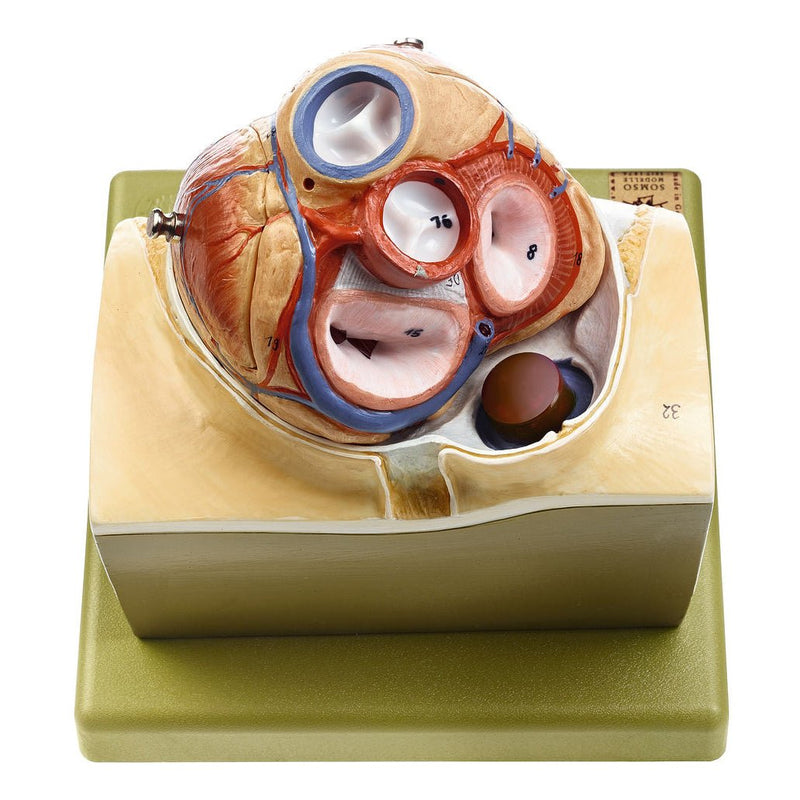 SOMSO Heart on Diaphragm Base