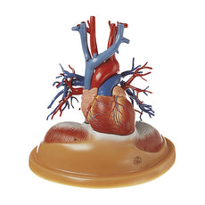 SOMSO Heart Table Model, 2-3 life size