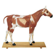 SOMSO Horse Model - 1-3 of the Natural Size - 14 Parts