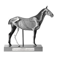 SOMSO Horse Model, 1-4 Natural Size - 3 Parts
