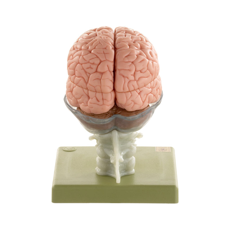 SOMSO Human Brain Model, 15 Parts
