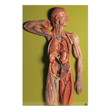 SOMSO Human Lymphatic System