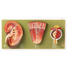 SOMSO Kidney, Nephron and Glomerulus Model Set