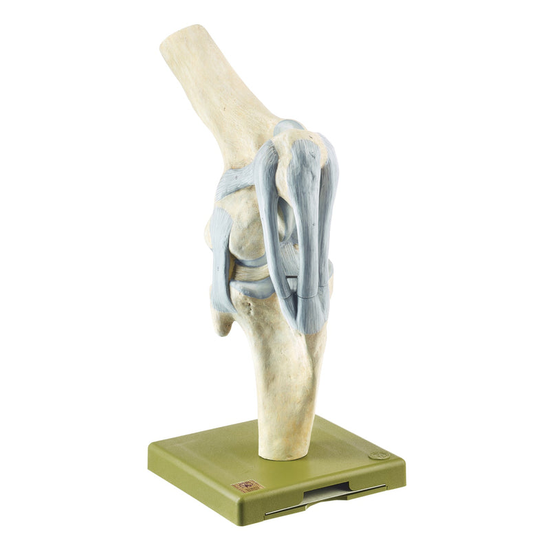 SOMSO Knee Joint of the Horse