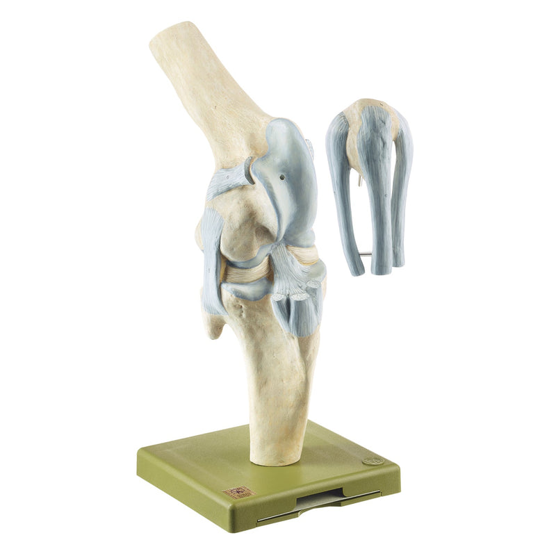 SOMSO Knee Joint of the Horse