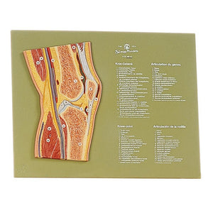 SOMSO Knee Joint Section Model