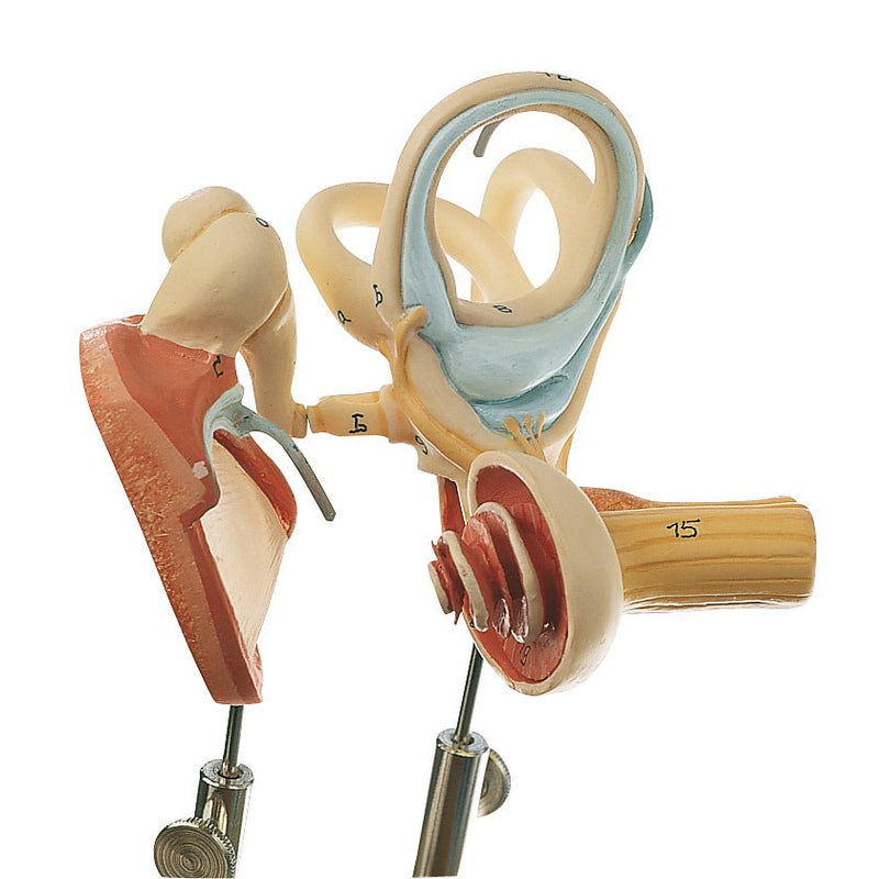 SOMSO Labyrinth with Ossicles and Tympanic Membrane