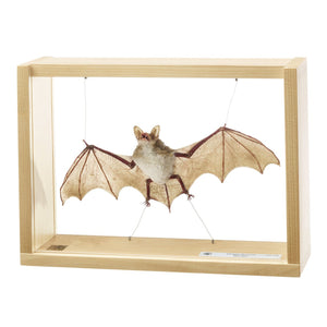 SOMSO Large Mouse-eared, male, Myotis myotis