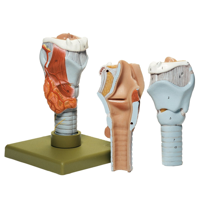 SOMSO Larynx - 2 parts