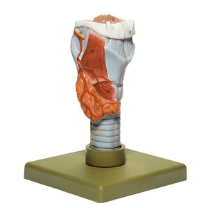 SOMSO Larynx - 2 parts