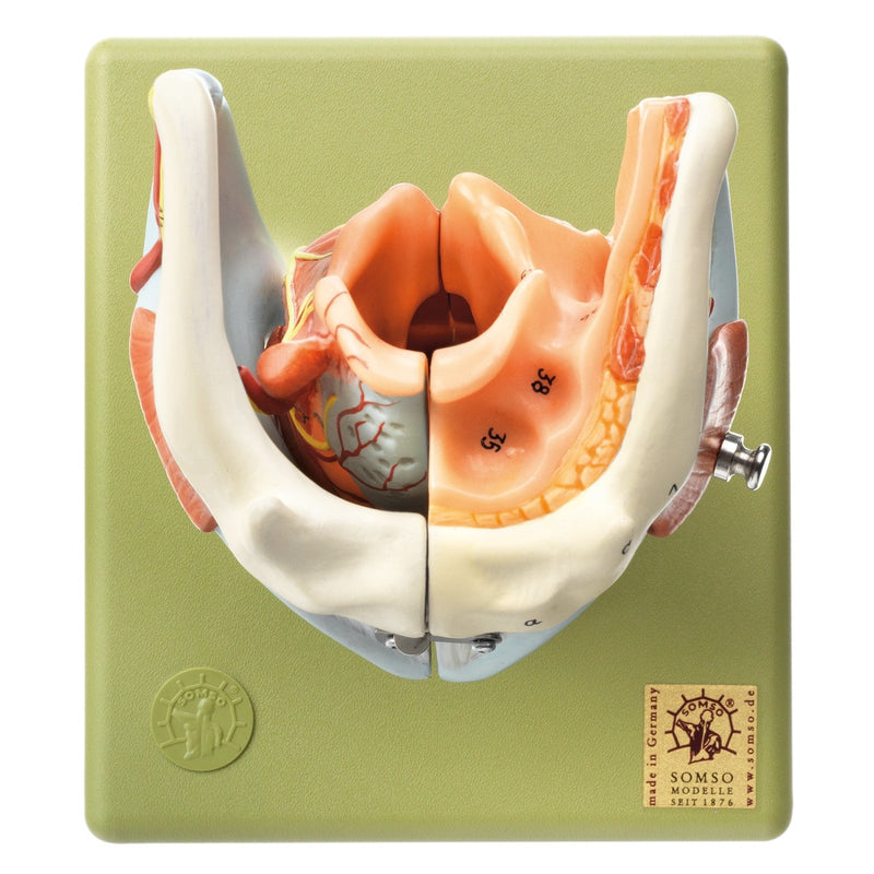 SOMSO Larynx - 5 parts