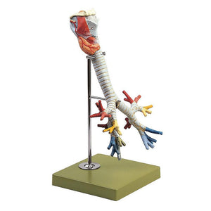SOMSO Larynx with Trachea, 2-part