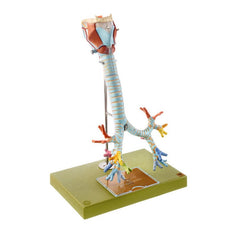SOMSO Larynx with Trachea, 6-part