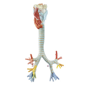 SOMSO Larynx with Trachea