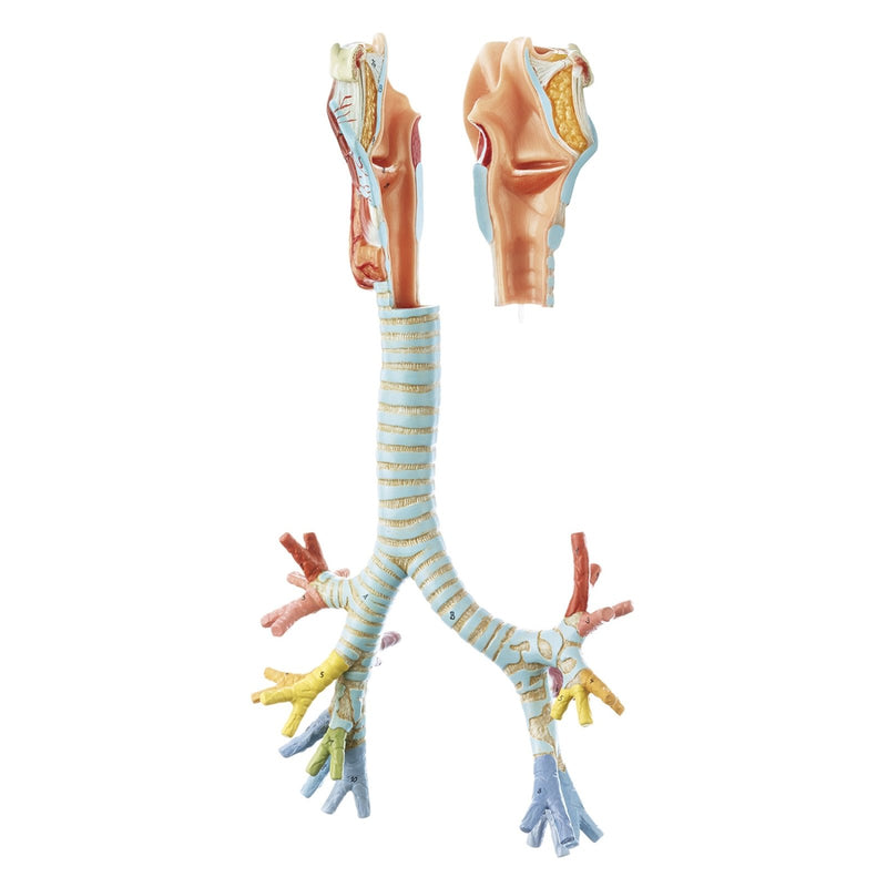 SOMSO Larynx with Trachea