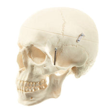 SOMSO Life-like Artificial Human Skull, 3-Part
