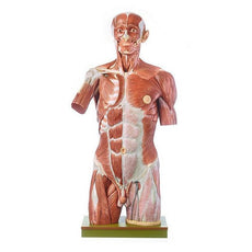 SOMSO Life-size Muscular Torso with Head