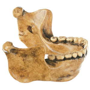 SOMSO Lower Jaw from Mauer Near Heidelberg