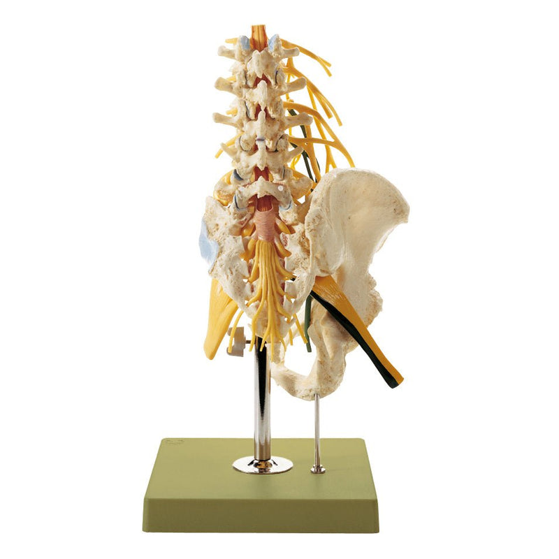 SOMSO Lumbar Spinal Column Model with Innervation