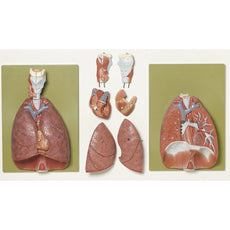 SOMSO Lungs with Heart, Diaphragm and Larynx