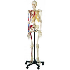 SOMSO Male Artificial Skeleton with Roller Stand